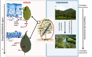 Esquema Tesis