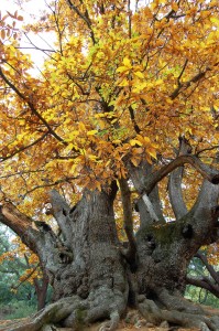 Castanea Istan