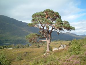 Glen-Affric-Scots-Pine-03