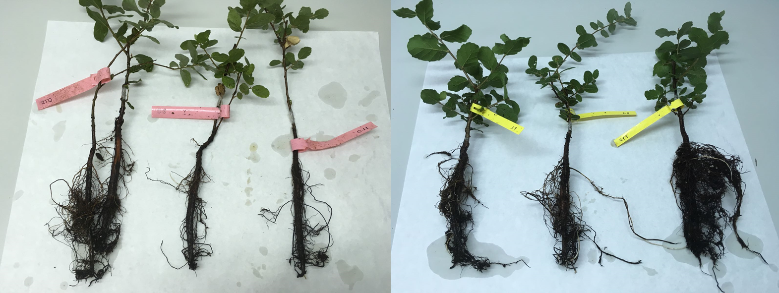 Comparative of roots