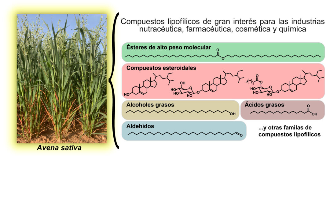 Variabilidad estacional de los compuestos lipofílicos en la paja de avena (Avena sativa L.): un estudio químico exhaustivo.