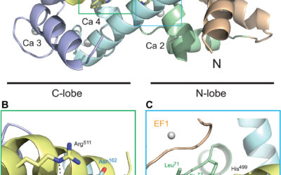 The vacuolar K+/H+ exchangers and calmodulin-like CML18 constitute a pH-sensing module that regulates K+ status in Arabidopsis