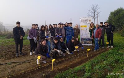 Plantación en el ensayo del IES José María Infantes de Utrera