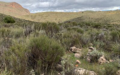 Un estudio global sobre la diversidad oscura revela el impacto oculto de las actividades humanas en la naturaleza